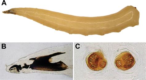 [PDF] Third instar larva morphology of Hydrotaea cyrtoneurina ...