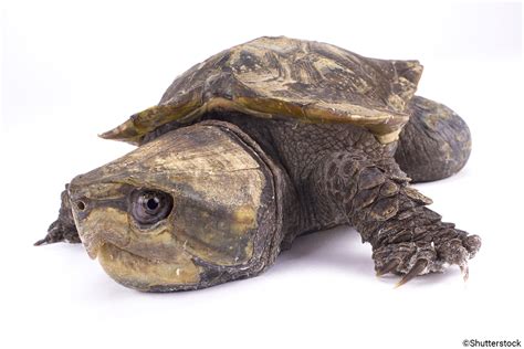 Is The Big-headed Turtle Endangered?