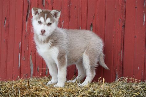 AKC Registered Siberian Husky Puppy For Sale Female Lucy Baltic, Ohio ...