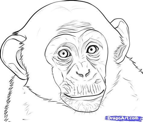 How to Draw a Realistic Monkey, Draw Real Monkey, Step by Step ...