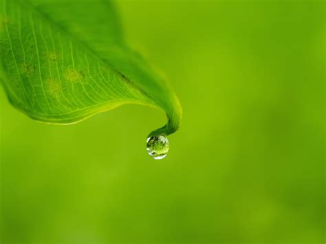 Water Drops Leaf Wallpapers - Wallpaper Cave