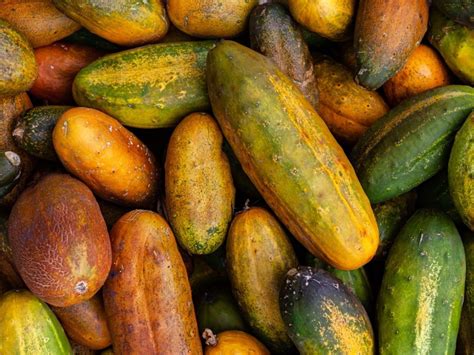 Why Do Cucumbers Turn Yellow? | Gardening Know How