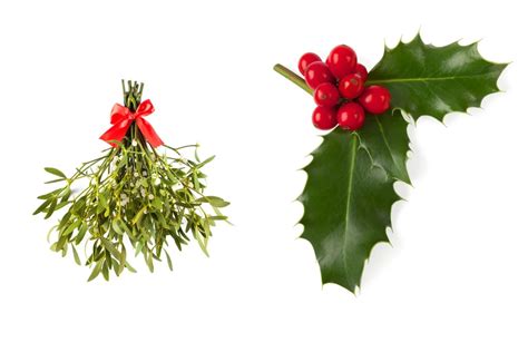 Who’d Win This Christmas Fight: Mistletoe vs Holly?