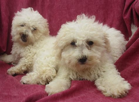 Bichon Frise Puppies for Sale Washington, DC | Windsor Oak Farm