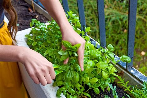 How to Grow a Container Garden for Herbs - Birds and Blooms