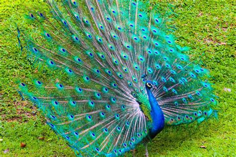 Beautiful Peacock Background HD Wallpapers | HD Wallapers for Free | Bird, Beautiful birds ...