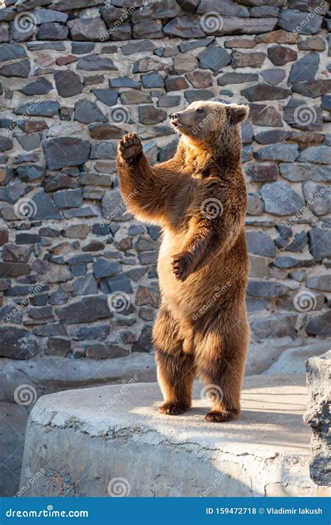 Brown bear at the zoo stock photo. Image of funny, captivity - 159472718