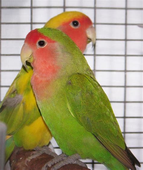 Lovebird - The Oasis Sanctuary