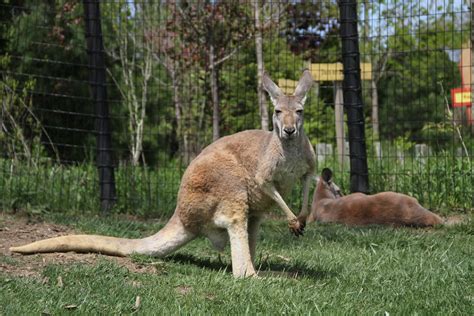 File:Kangaroo-Columbus-Zoo.JPG - Wikimedia Commons