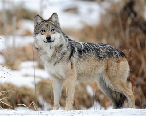 Mexican gray wolves may be saved after all - Salon.com