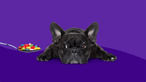 Pet meds 101: Everything you need to know about pet prescriptions