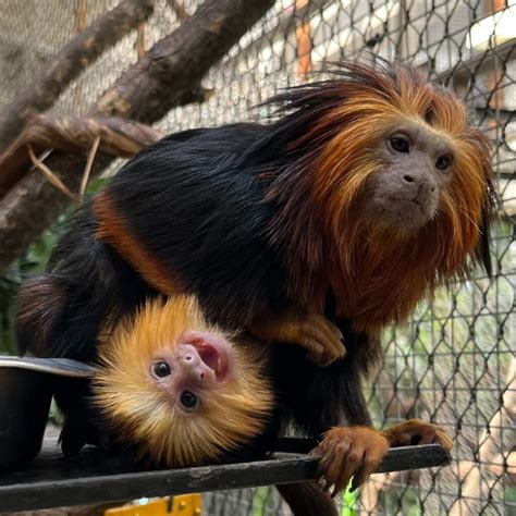 Good Morning Golden-headed lion tamarins - PoPville