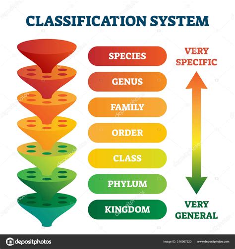 Classification system vector illustration. Labeled taxonomic rank ...