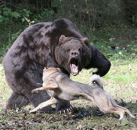 Wolf and grizzly battle | Angry animals, Animals, Animals beautiful