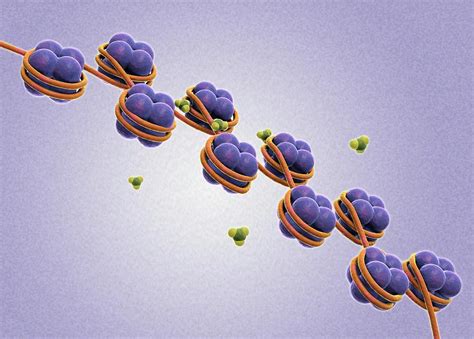 Dna Histones And Epigenetics Photograph by Gunilla Elam/science Photo ...