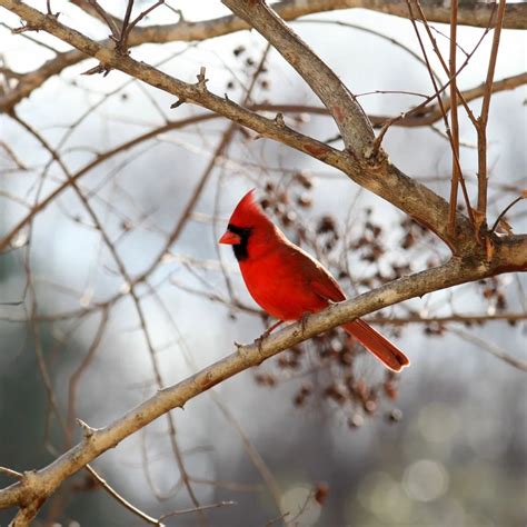 Red Cardinal - Biblical Meaning - Bible Wings