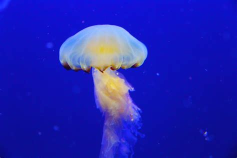 Free Images : ocean, underwater, jellyfish, blue, fish, coral ...