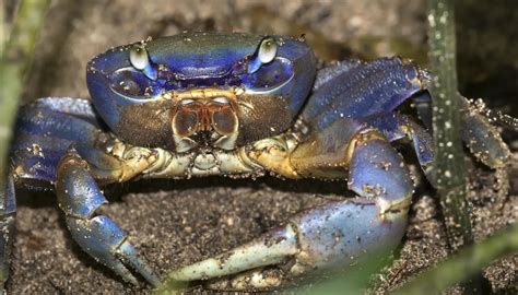 Fun Blue Land Crab Facts For Kids | Kidadl