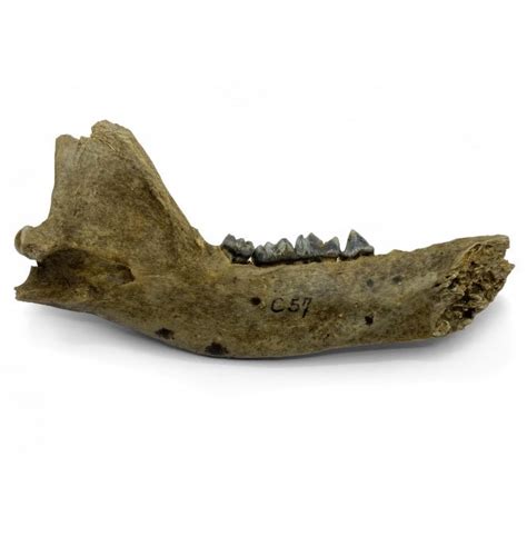 Fossils For Sale | Fossils-UK.com | Fossil European Badger Jaw from the ...