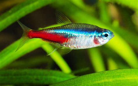 Neon Tetra - Habitat, Care, Feeding, Tank Size, Breeding - AquariumNexus