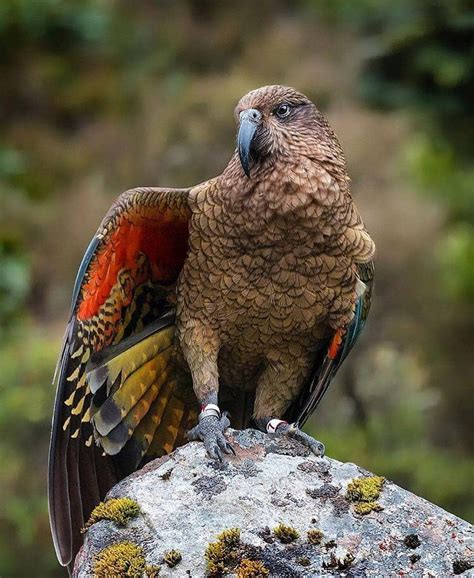 An endangered kea reveals some of its beautiful hidden colours 🖤 Kea By ...