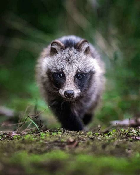 Photographer Proves Real-Life "Fairy Forests" Exist, And They Are In ...