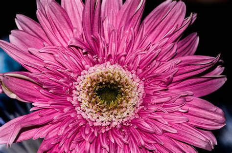 Pink Sunflower Photograph by Gerald Kloss