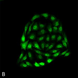 Anti-HSP70 Antibody [1.86] Monoclonal IgG1 | StressMarq Biosciences Inc.