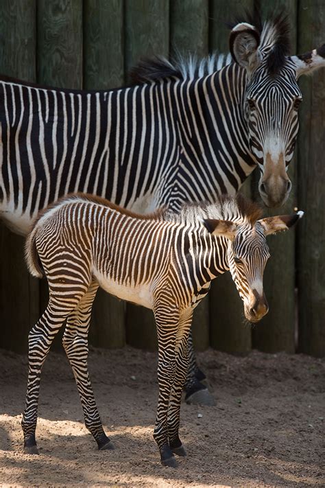 Baby Grevy's Zebra Born at Lincoln Park Zoo - Animal Fact Guide