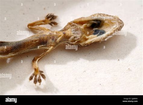 A top view of a Schlegel's Japanese gecko lying on a white surface Stock Photo - Alamy