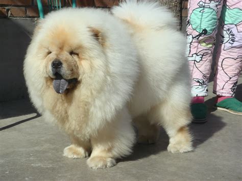 Chow Chow, The Puffy Lion Dog | Puppies Family