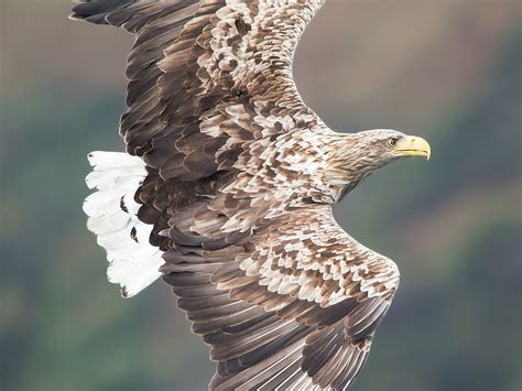 White-tailed Eagle by Norman West - BirdGuides