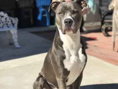 Beautiful Amstaff/Boxer Mix Blue Nose - Stud Dog in Los Angeles , Malaysia | Breed Your Dog