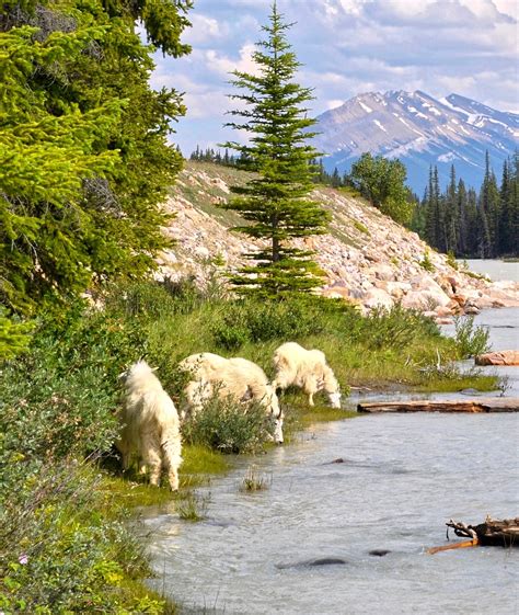 Encounter the Wild: Exploring the Fascinating Wild Life Canada