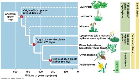 Plant Evolution Timeline