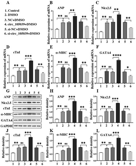 Circular RNA hsa_circ_105039 promotes cardiomyocyte differentiation by sponging miR‑17 to ...