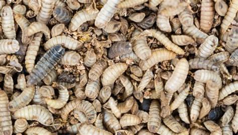 Maggots in Compost: Identification, Prevention & Solutions