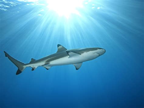 Blacktip Shark Facts - CRITTERFACTS