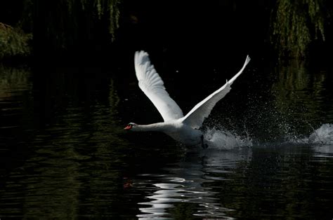 Hello and heres some Swans! | Falmouth Photography