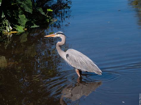 Wandering around in the gator swamp 12Nov2019... — Darklighthouse ...