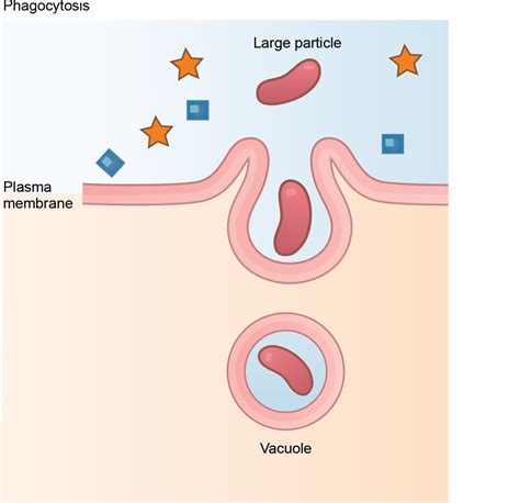 Bulk Transport | OpenStax Biology 2e