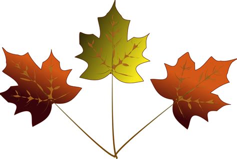 Free Maple Leaves Pictures, Download Free Maple Leaves Pictures png ...