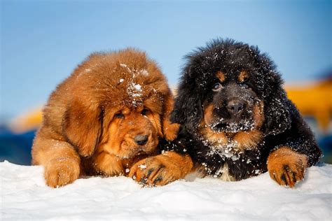 4 Facts About Tibetan Mastiffs | Greenfield Puppies