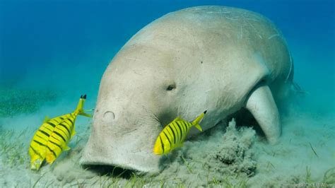 The dugong (Dugong dugon) of south-east Asia | Dugong, Ocean creatures, Weird animals