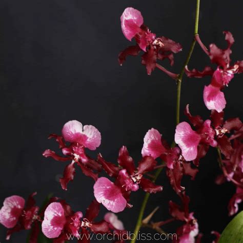 Oncidium Orchids Are Easy to Grow Right in Your Home - Orchid Bliss