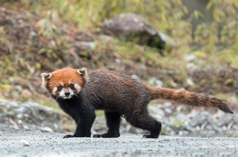 Red Panda | This is a wild Red Panda in Sichuan, China wande… | Flickr