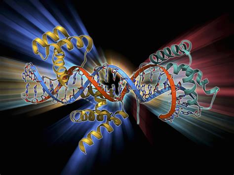 How Transcription Factor KLF4 Influences Gene Expression