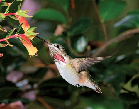 Pollination - Birds, Flowering Plants, Nectar | Britannica