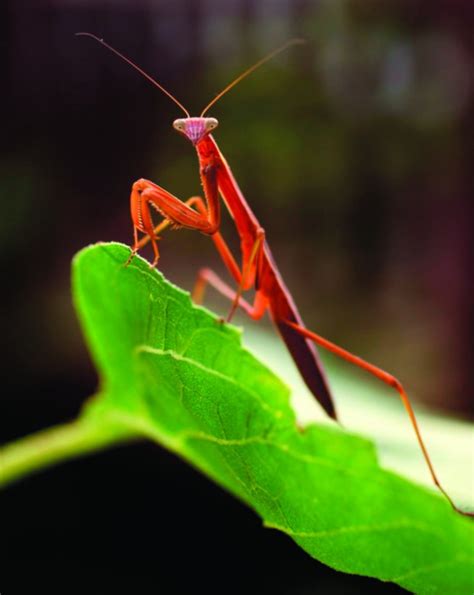 Cool praying mantis photo