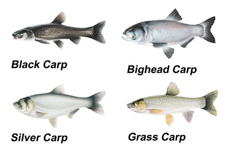 How Much Do You Know About Asian Carps?! - SheLovesToFish - Ashley Rae